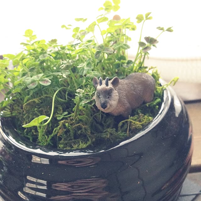 lockさんの実例写真
