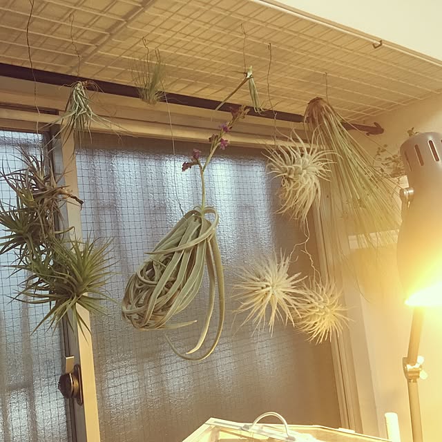 ritalin202さんの実例写真