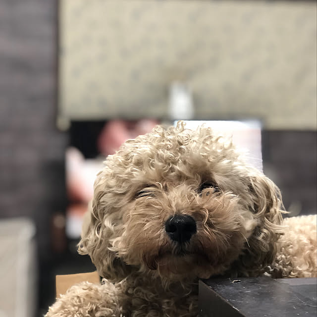 Yujiさんの実例写真