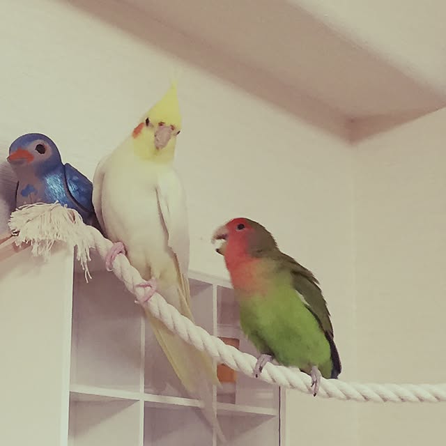 toratanさんの実例写真