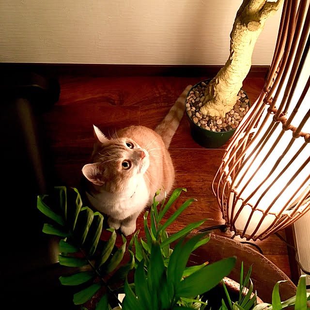 aiaiさんの実例写真