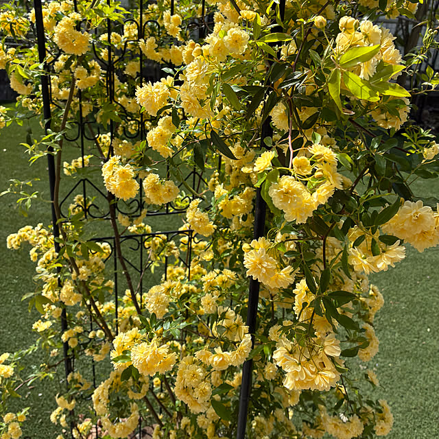 nomnom888さんの実例写真