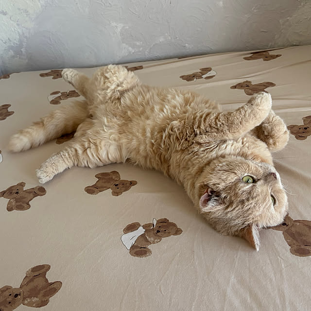 naokoさんの実例写真