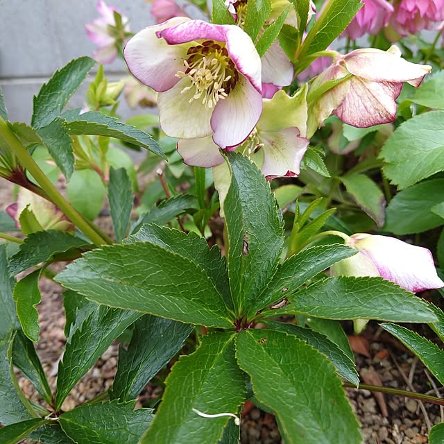 fleur-mamanさんの部屋