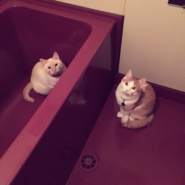 bobooooonさんの実例写真
