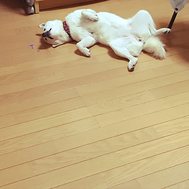 pillowsさんの実例写真