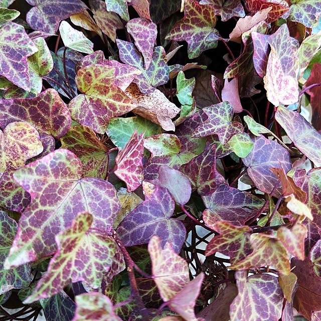 kazuさんの実例写真