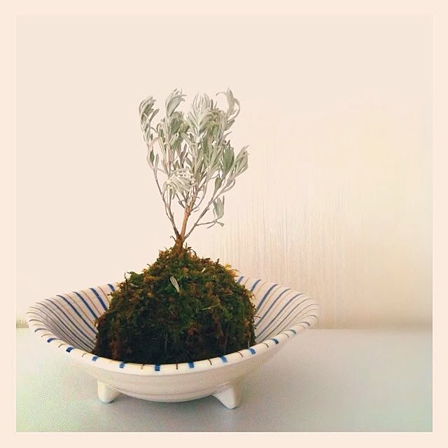 棚/植物のインテリア実例 - 2013-04-14 14:42:46