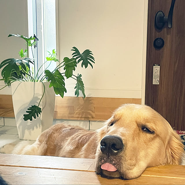 marinkoさんの実例写真