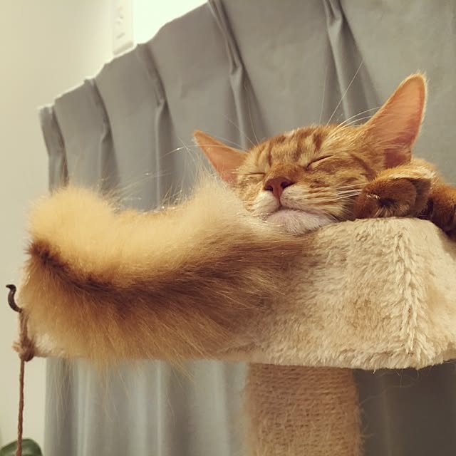 sakineko528さんの実例写真