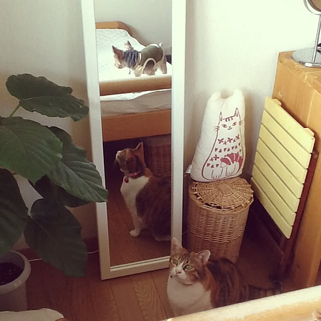 Mikaさんの実例写真