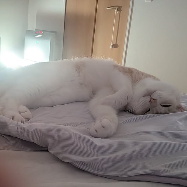 potsunyancoさんの実例写真