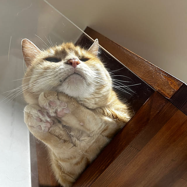 mikeume7さんの実例写真