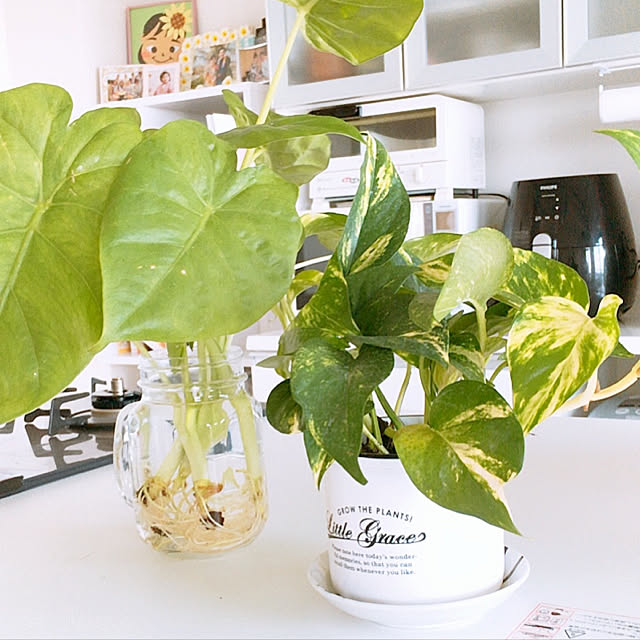 キッチン/NO GREEN NO LIFE/観葉植物/ダイソーのインテリア実例 - 2018-08-09 18:58:56
