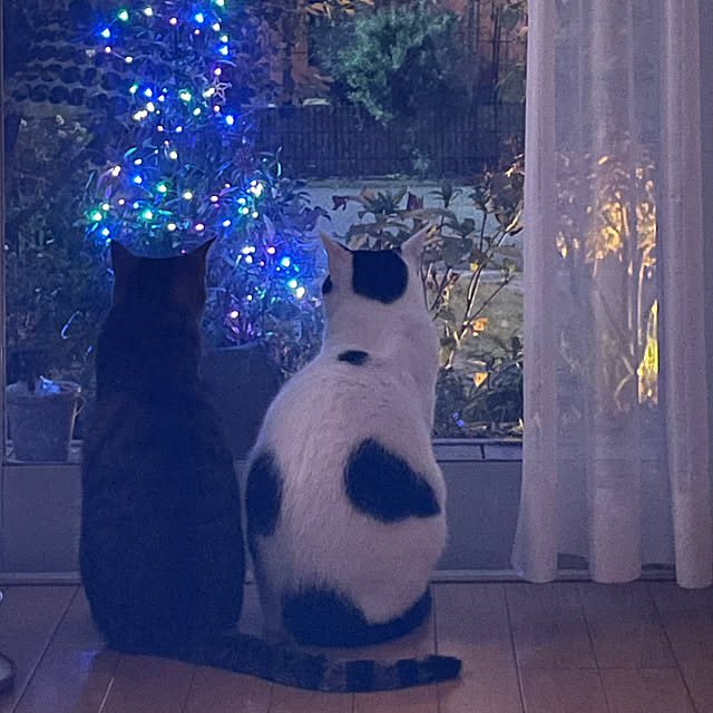 nobikoさんの部屋