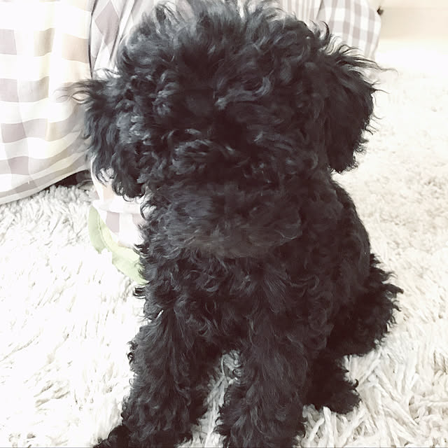 punknさんの実例写真