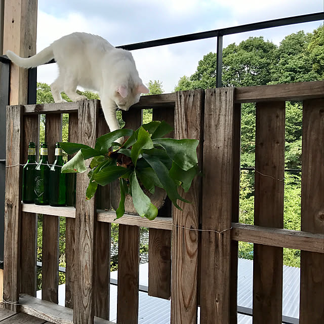 sakurasakuさんの実例写真