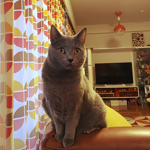 ikettenさんの実例写真