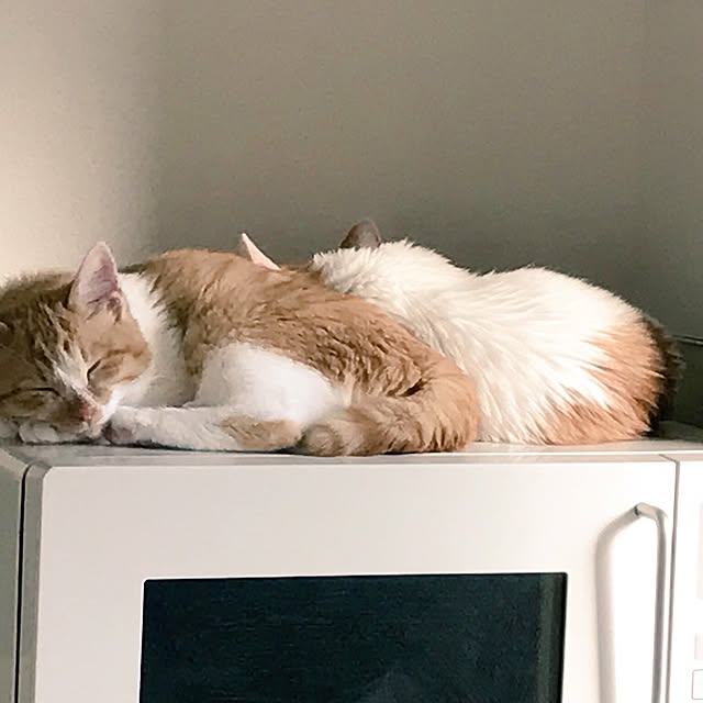 tomoさんの実例写真