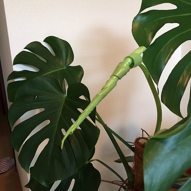 Aceさんの実例写真