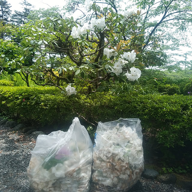 Green-appleさんの実例写真