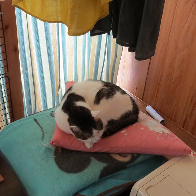 inakanodateotokoさんの実例写真
