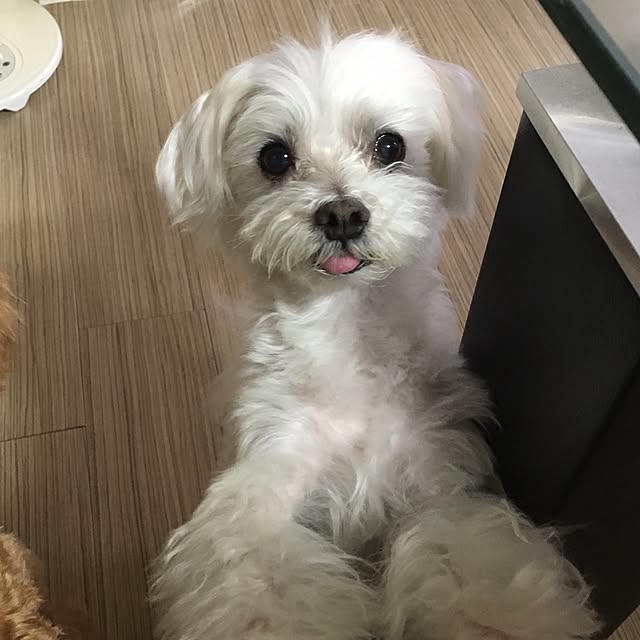 pinさんの実例写真