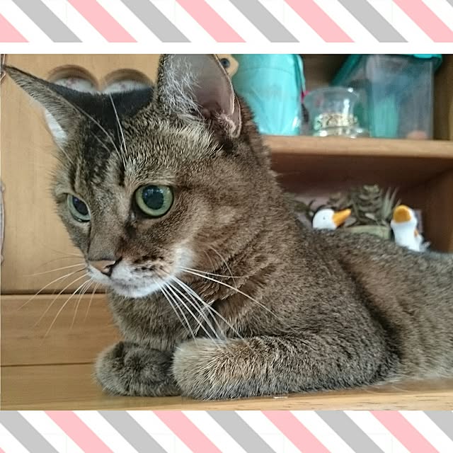 Ryoさんの実例写真
