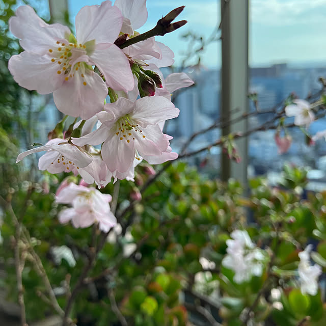 aquaさんの実例写真