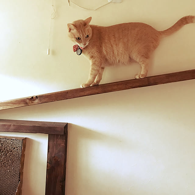 mikan161さんの実例写真