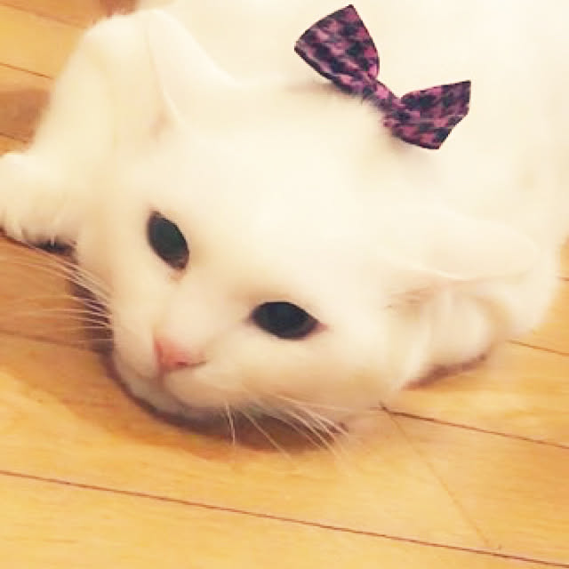 tekokaasanさんの実例写真