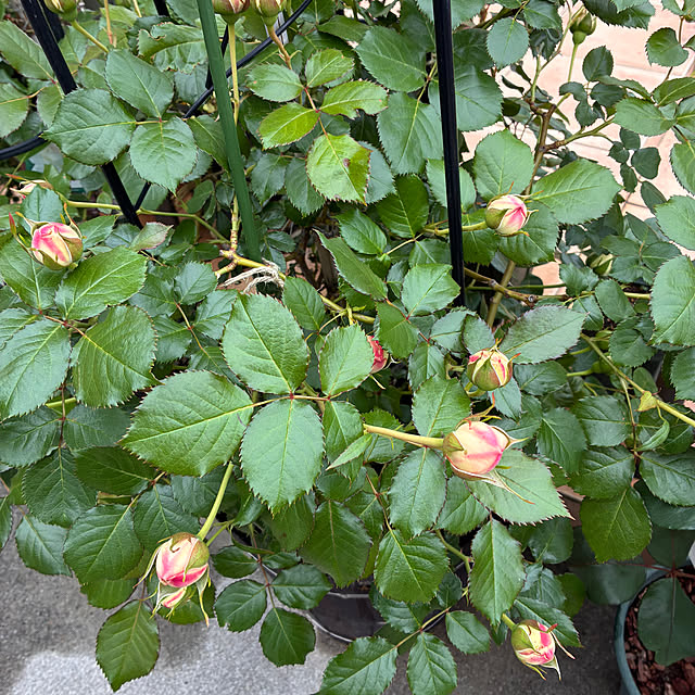 leepo5さんの実例写真