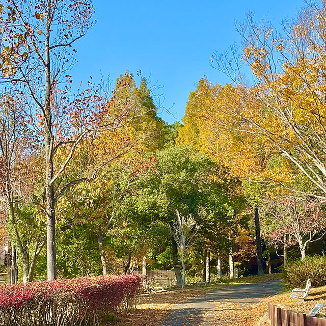 naokoさんの実例写真
