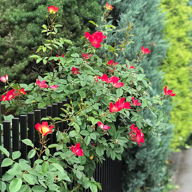 RoseLife5818さんの実例写真