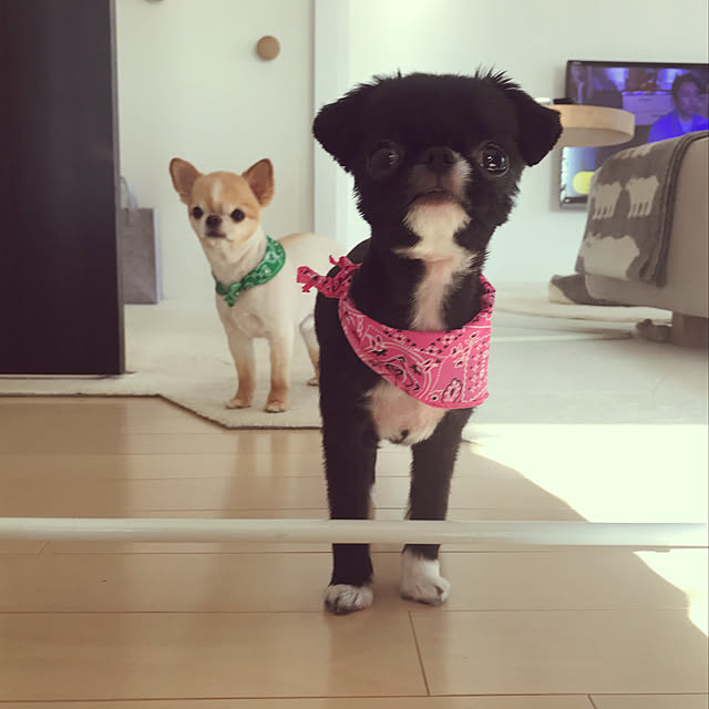 haruhinaさんの実例写真