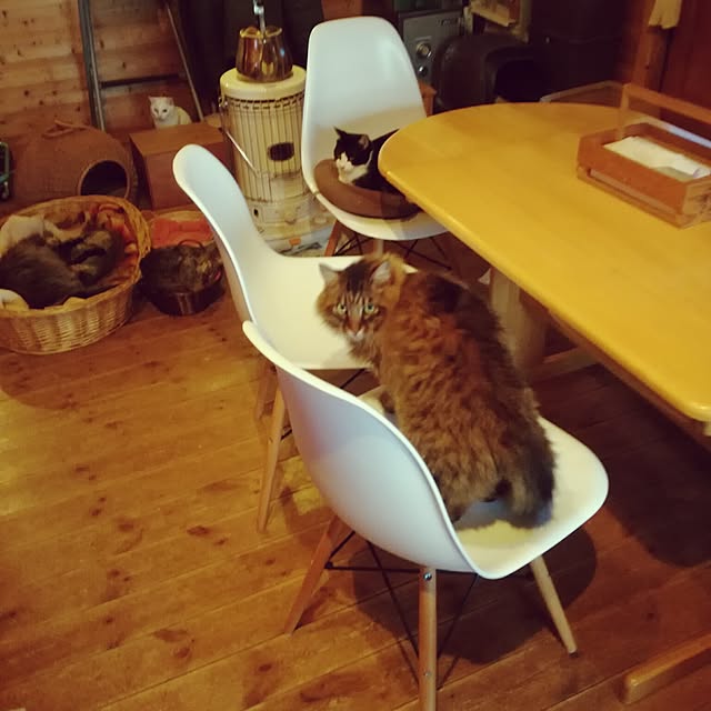 Maki-nekomamireさんの実例写真