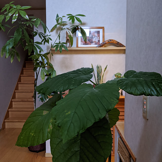 kouheiyuto24623takaさんの実例写真