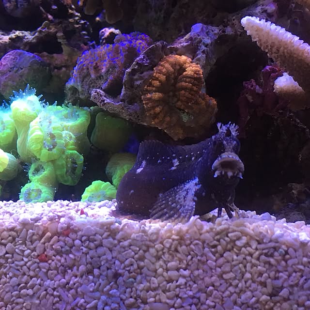 aquarium_seaさんの実例写真