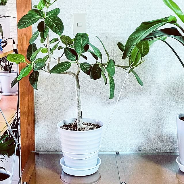 hanachanさんの部屋