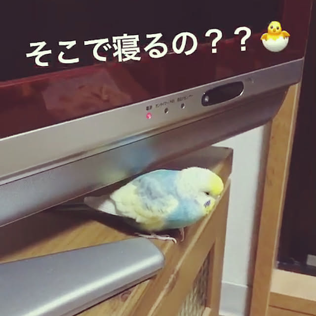 Unokiさんの実例写真