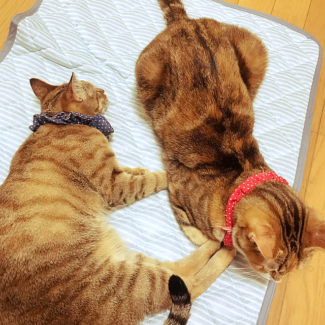 Ayaka_catさんの実例写真