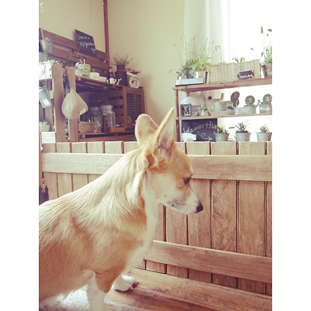 dezさんの実例写真