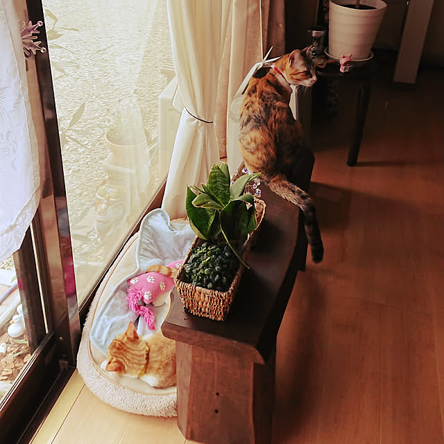 akiさんの実例写真