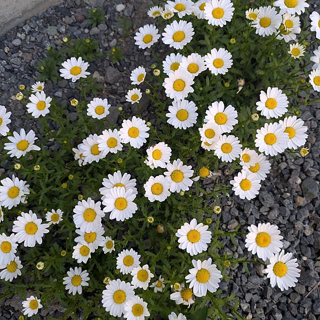 minnieさんの部屋