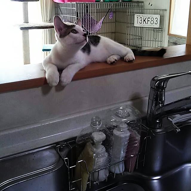 kamekoさんの実例写真