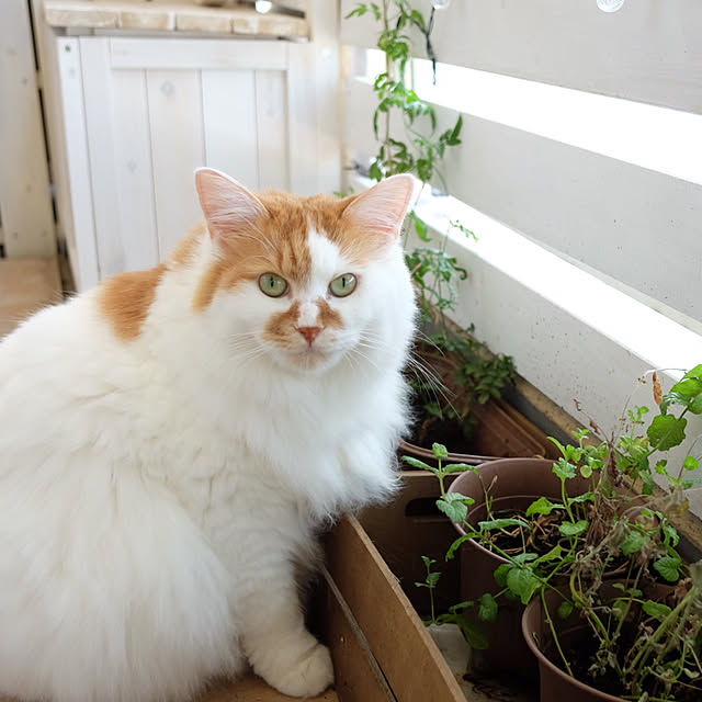 mannersさんの実例写真
