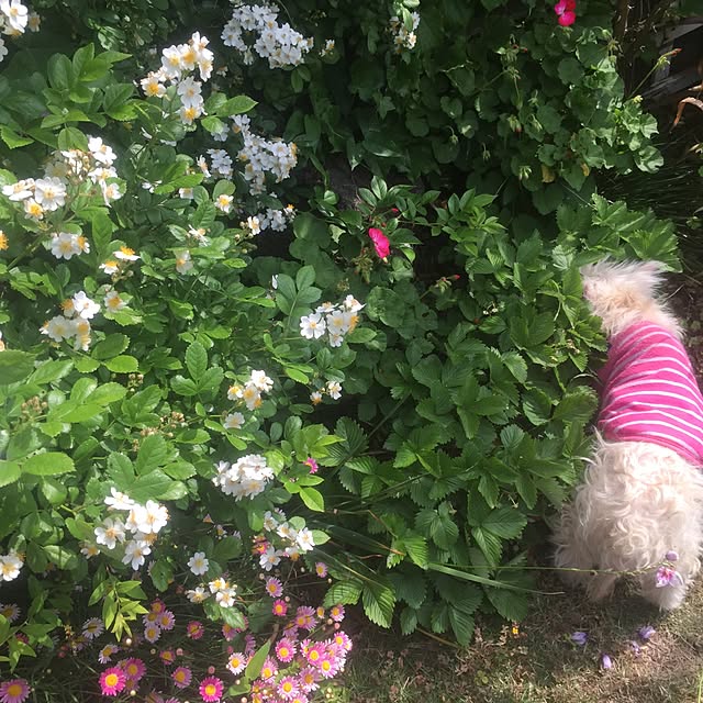 cooさんの実例写真