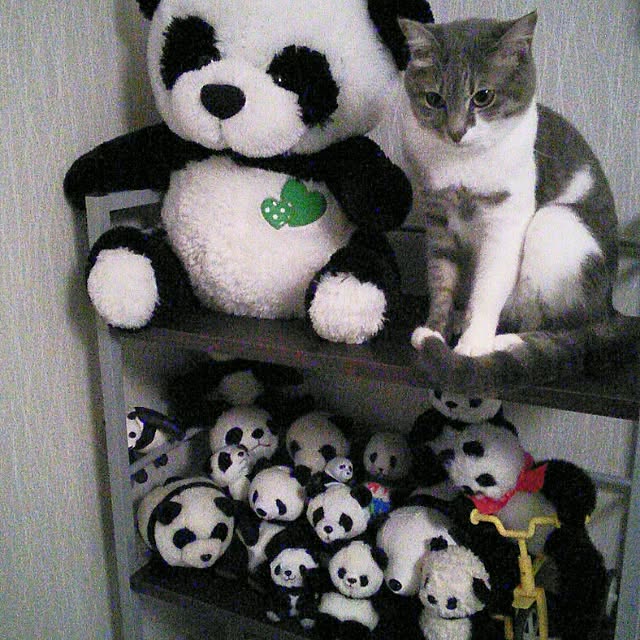 実例写真