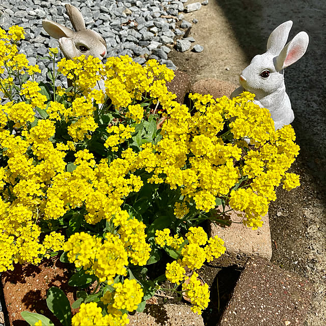 CoCo0617さんの実例写真