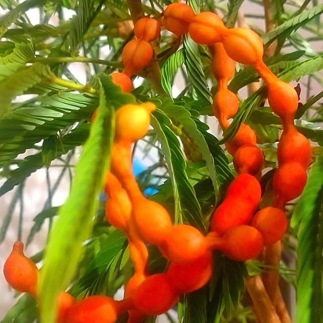 NKoさんの部屋